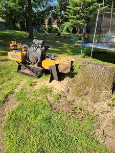 Before professional stump grinding